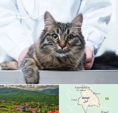 عقیم سازی حیوانات در آمل