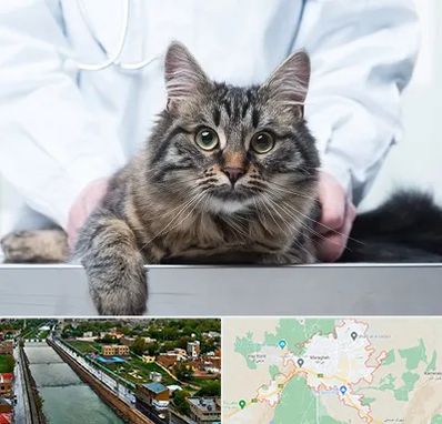 عقیم سازی حیوانات در مراغه