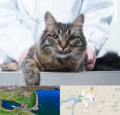 عقیم سازی حیوانات در مهاباد