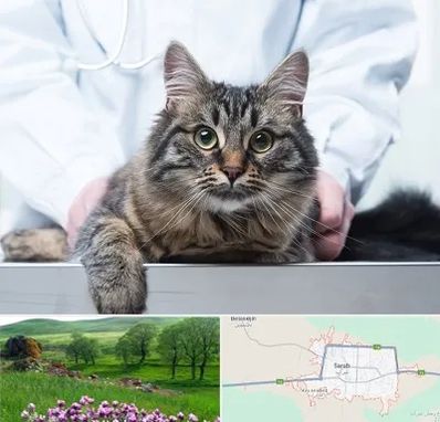 عقیم سازی حیوانات در سراب