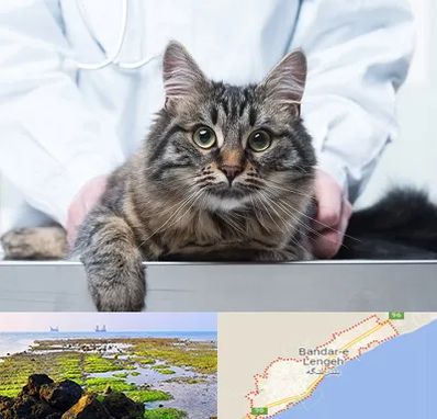 عقیم سازی حیوانات در بندرلنگه