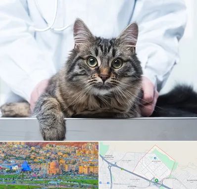 عقیم سازی حیوانات در رشدیه تبریز