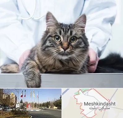 عقیم سازی حیوانات در مشکین دشت