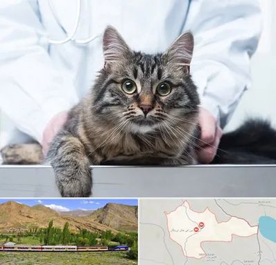 عقیم سازی حیوانات در خاش