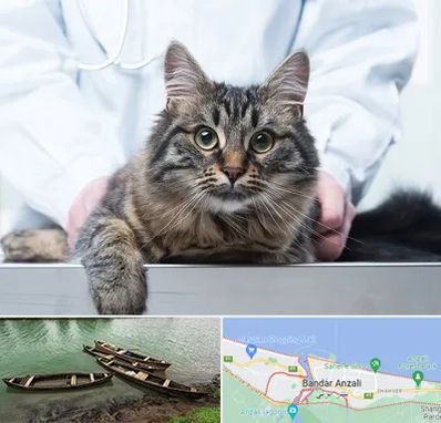 عقیم سازی حیوانات در بندر انزلی