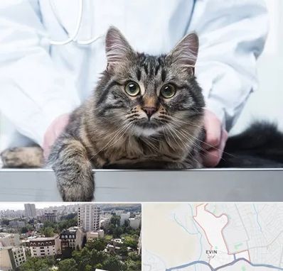 عقیم سازی حیوانات در اوین