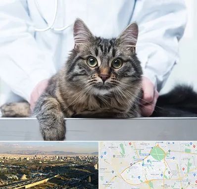 عقیم سازی حیوانات در منطقه 19 تهران 