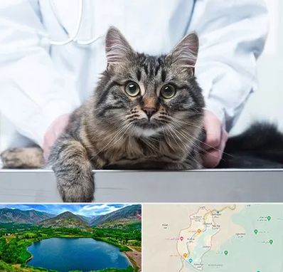 عقیم سازی حیوانات در رودبار