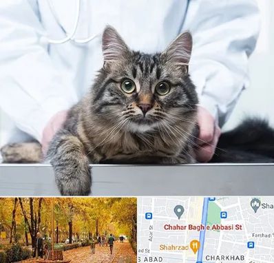 عقیم سازی حیوانات در چهارباغ اصفهان