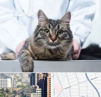 عقیم سازی حیوانات در خیابان بهشتی