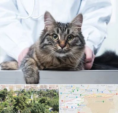 عقیم سازی حیوانات در منطقه 13 تهران 