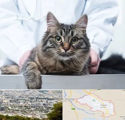 عقیم سازی حیوانات در یاسوج