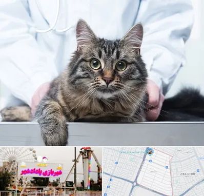 عقیم سازی حیوانات در پادادشهر اهواز