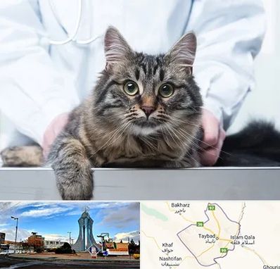 عقیم سازی حیوانات در تایباد