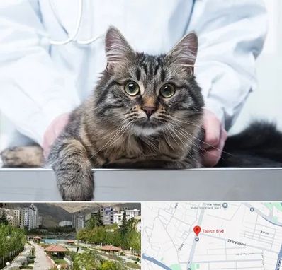 عقیم سازی حیوانات در بلوار تعاون