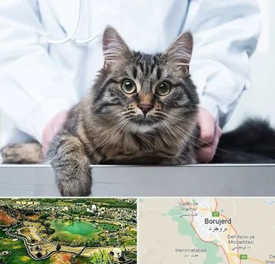 عقیم سازی حیوانات در بروجرد