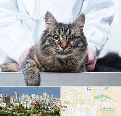 عقیم سازی حیوانات در شرق تهران 