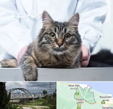 عقیم سازی حیوانات در چالوس