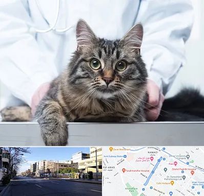 عقیم سازی حیوانات در خیابان ملاصدرا شیراز