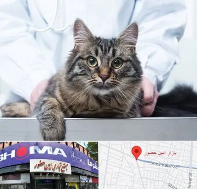 عقیم سازی حیوانات در امین حضور