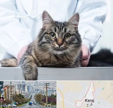 عقیم سازی حیوانات در گوهردشت کرج 