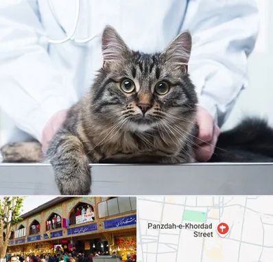 عقیم سازی حیوانات در 15 خرداد