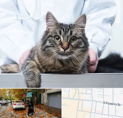 عقیم سازی حیوانات در خیابان فلسطین