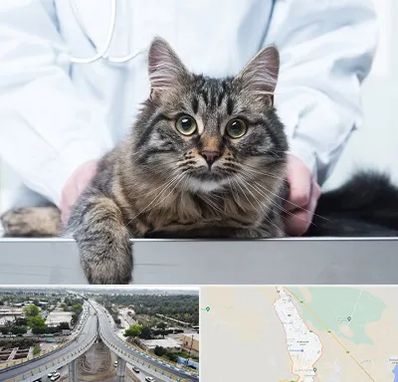 عقیم سازی حیوانات در اندیمشک