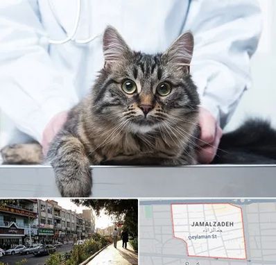 عقیم سازی حیوانات در خیابان جمالزاده