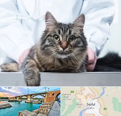 عقیم سازی حیوانات در دزفول