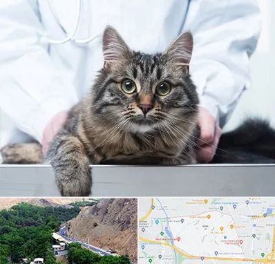 عقیم سازی حیوانات در کن 