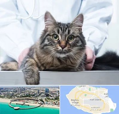 عقیم سازی حیوانات در کیش