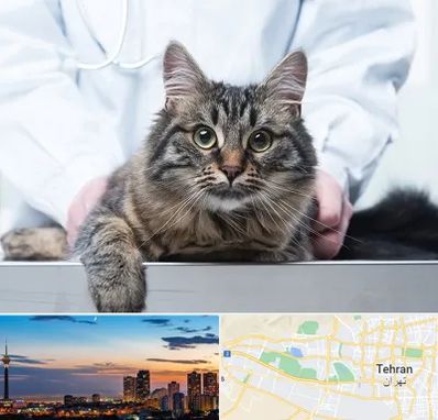 عقیم سازی حیوانات در غرب تهران 