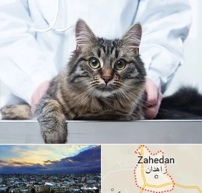 عقیم سازی حیوانات در زاهدان