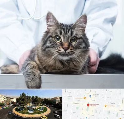 عقیم سازی حیوانات در هفت حوض 