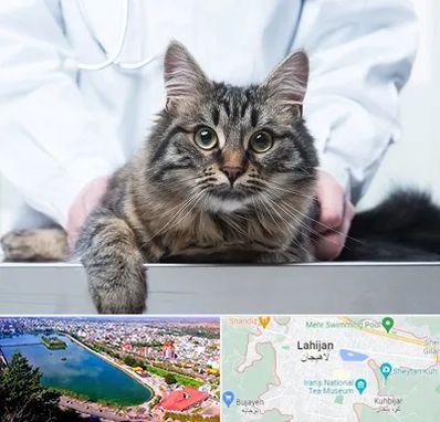 عقیم سازی حیوانات در لاهیجان