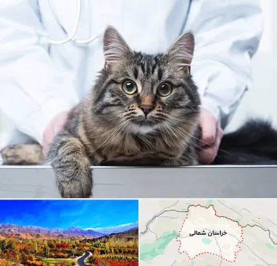 عقیم سازی حیوانات در خراسان شمالی