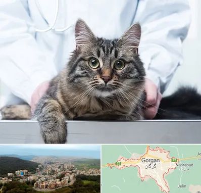 عقیم سازی حیوانات در گرگان