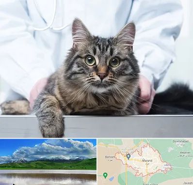 عقیم سازی حیوانات در مرند