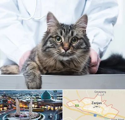 عقیم سازی حیوانات در زنجان