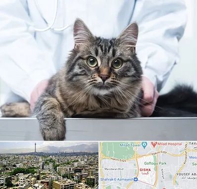 عقیم سازی حیوانات در گیشا 