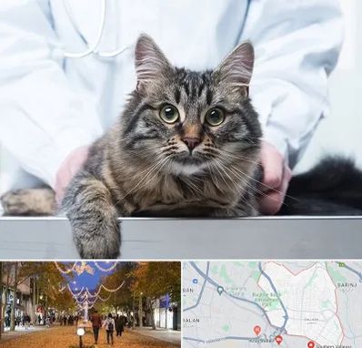 عقیم سازی حیوانات در ولیعصر ارومیه