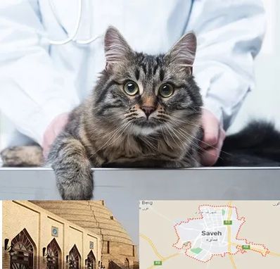 عقیم سازی حیوانات در ساوه