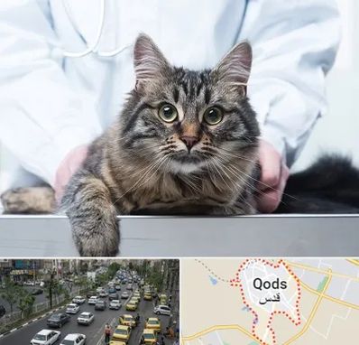 عقیم سازی حیوانات در شهر قدس