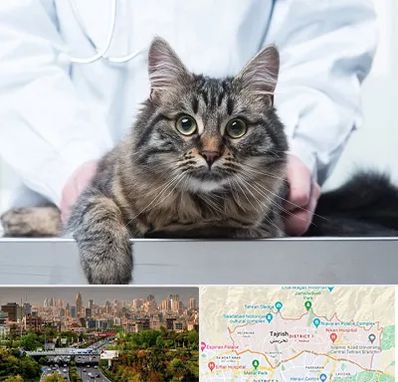 عقیم سازی حیوانات در منطقه 1 تهران 