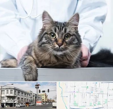 عقیم سازی حیوانات در 17شهریور