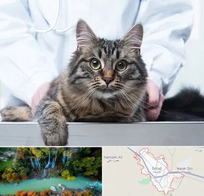 عقیم سازی حیوانات در دورود