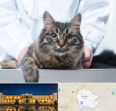 عقیم سازی حیوانات در برازجان