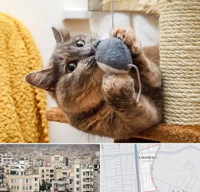 خرید اسباب بازی گربه در اسکندری