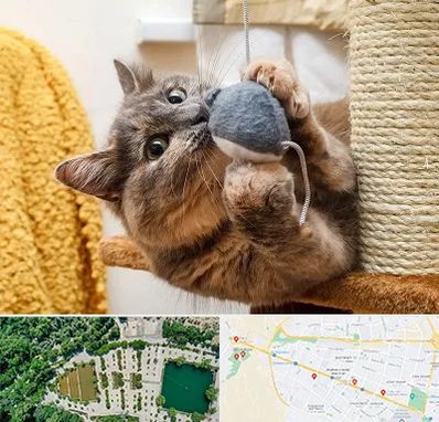 خرید اسباب بازی گربه در وکیل آباد مشهد